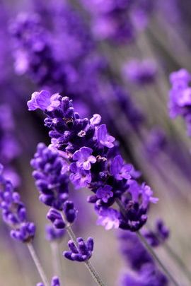 Lavender flowers, wallpaper, mobile: Thiết kế hoa lavender trên nền điện thoại di động sẽ tăng thêm vẻ đẹp tự nhiên cho chiếc điện thoại của bạn. Nắm bắt cơ hội để trang trí cho mình một bức hình nền điện thoại cực đẹp với chủ đề hoa lavender này.