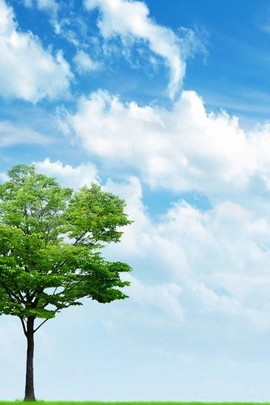 Serenity Under the Clear Sky Blue 🌤️🌳