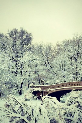 Winter Wonderland in Central Park ❄️🌨️