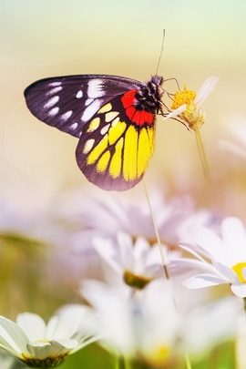 Delicada borboleta