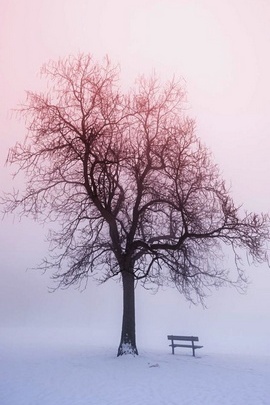 Одинокий Дерево