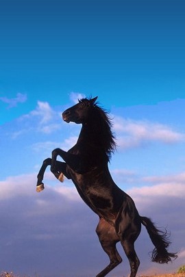 Cavallo 3