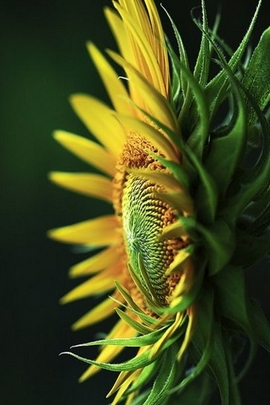 Bunga matahari