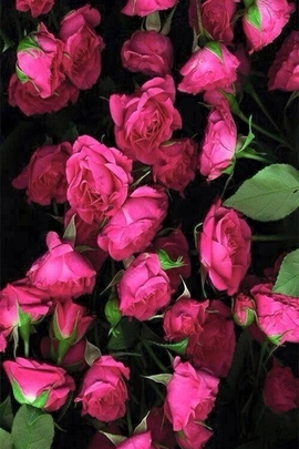 Fiori rosa