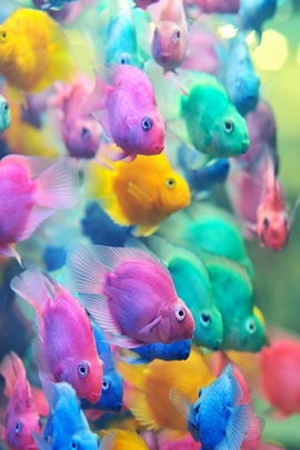 五颜六色的鱼