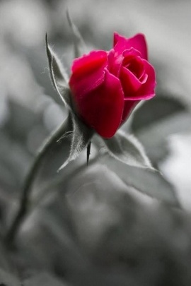 爱玫瑰