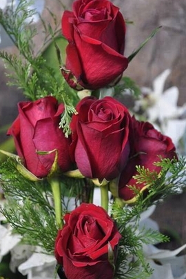 Roses rouges