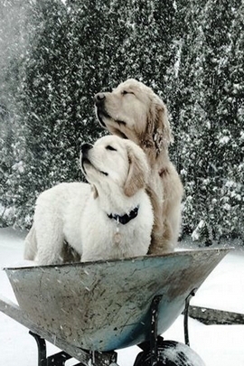 Snow And Dogs