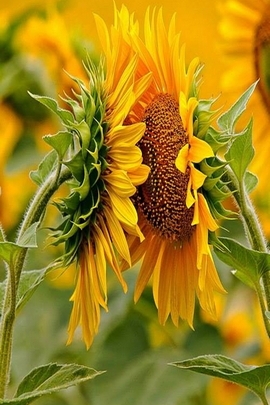 Sonnenblumen Natur