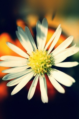 زهرة بيضاء