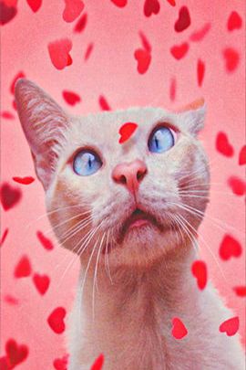 Cat Dan Heart Confetti