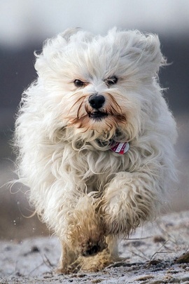 Adorable Havana Pup in Action! 🐶✨