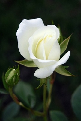 Bunga putih