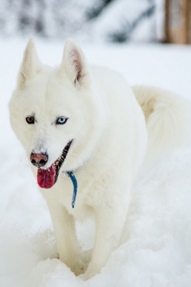 Snow And Dog