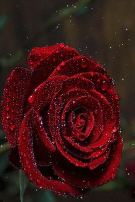 Червона роза