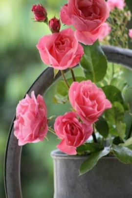 Những bông hoa màu hồng