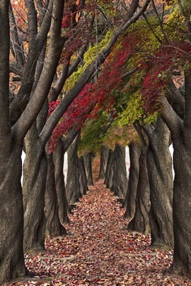 Enchanted Autumn Walk 🍂✨