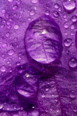 紫の背景の水の滴