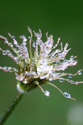 Water Drops Flower