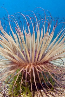 Подводные мировые растения