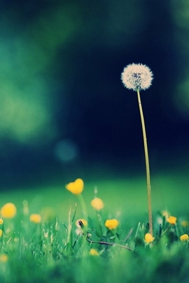 Whispers of Spring: Dandelion Dreams 🌼✨