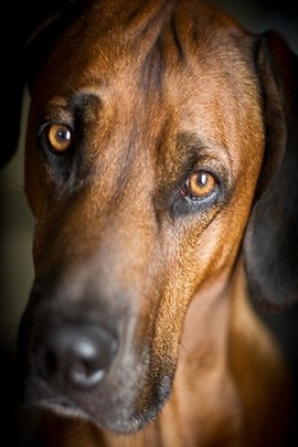 Pappy's Solitude: A Heartfelt Gaze