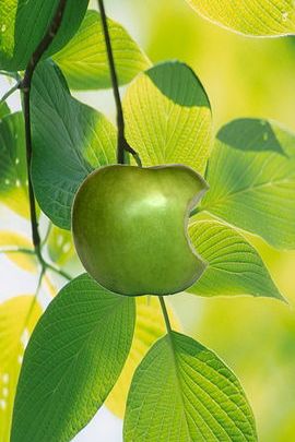 Green Apple With Leaves