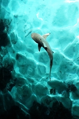 Beneath the Waves: The Dance of the Shark 🌊🦈