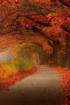 Jesienna ścieżka