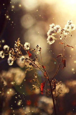 Whispers of the Wind: Dandelion Dreams 🌼✨