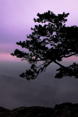 Single Big Tree With Purple Skies
