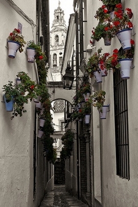 Charming Alley of Love 🌹✨