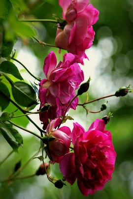वसंत के फूल