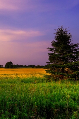 Pinetree