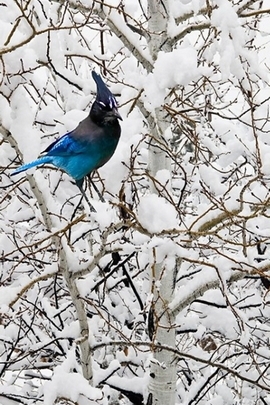 Winter's Solitary Songbird 🎶❄️