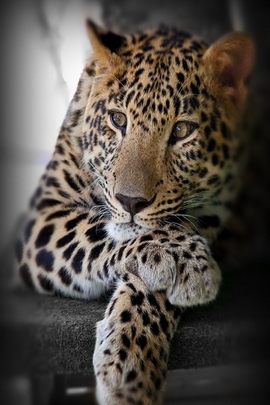 Chill Vibes with the Relaxed Leopard 🐆✨