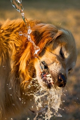 A Splash of Joy: The Thirsty Pup