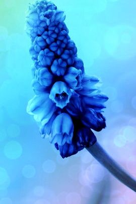 Flor silvestre azul
