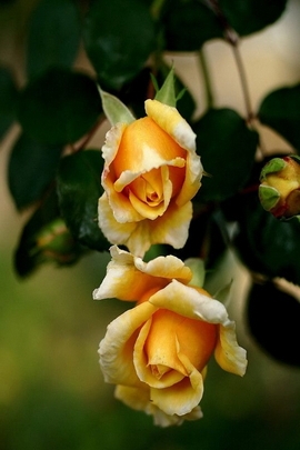 Yellow Roses