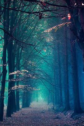 Floresta azul