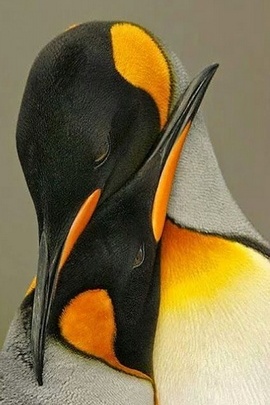 Embrace of the Paradise Birds 🐦💛