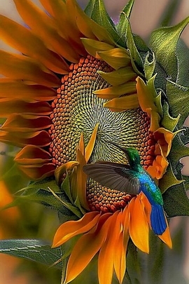 Nature's Harmony: Sunflower and Hummingbird Dance 🌻🐦