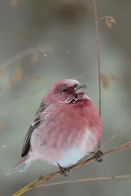 Whispers of Solitude: The Lonely Bird