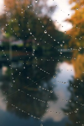 Web de aranha de água