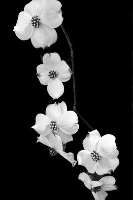 Những bông hoa màu trắng