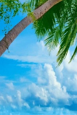 코코넛 나무 바탕 화면