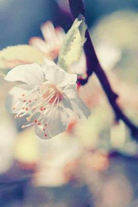 Pear Blossom Wallpaper - Download to your mobile from PHONEKY