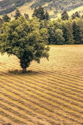 Serenity in the Fields: A Farming Paradise 🌾🌳