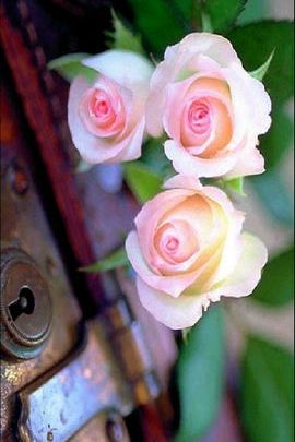 सुंदर गुलाबी गुलाब