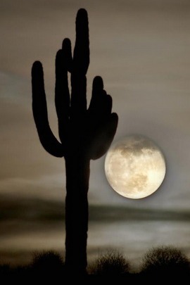 Sự thanh thản dưới ánh trăng: Cái ôm của sa mạc 🌙🌵